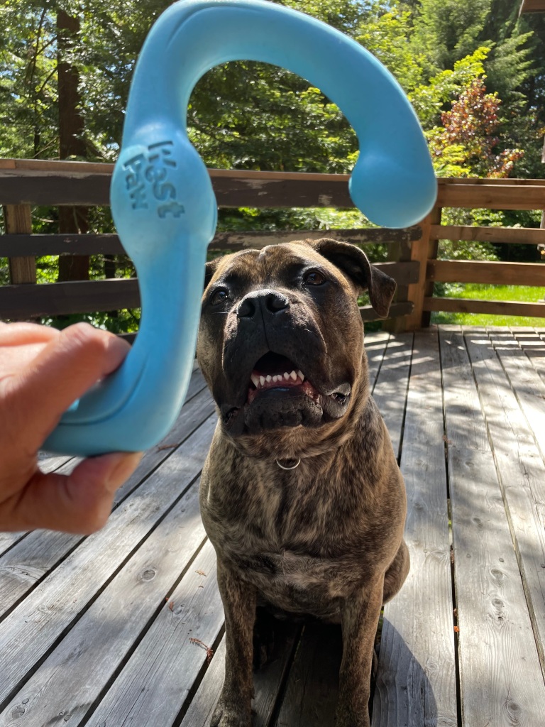 Bullmastiff with a West Paw dog toy
