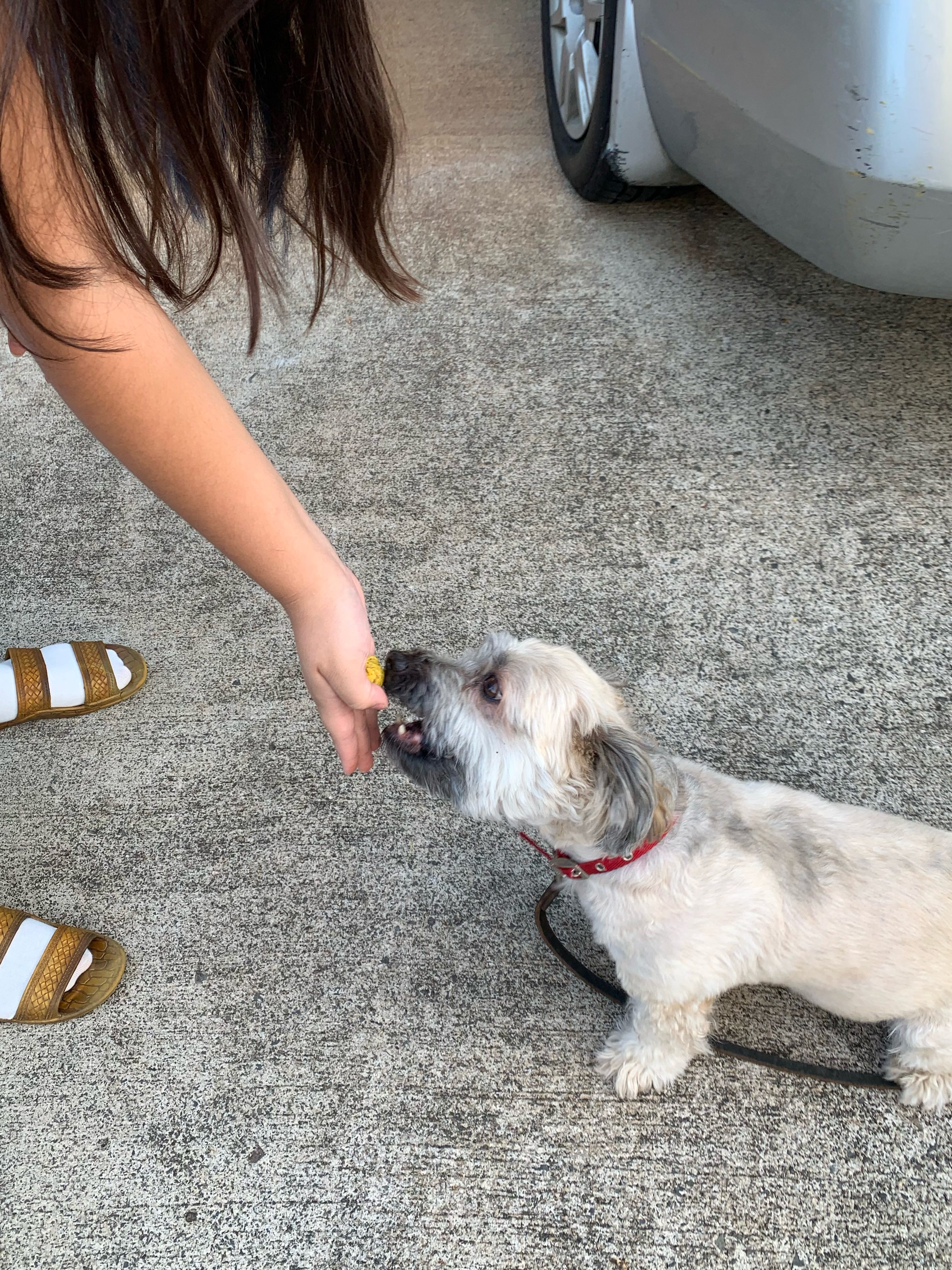 Dog being feed our dog treats