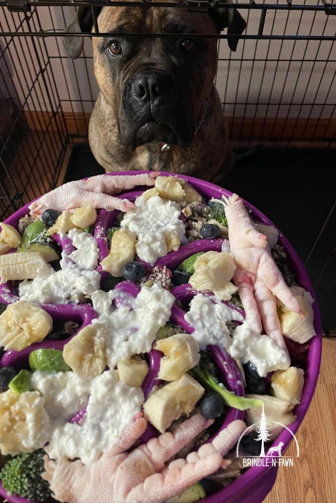 Bullmastiff getting ready to eat healthy homemade dog food